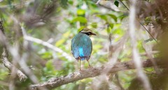 Indian Pitta / Indian Pitta