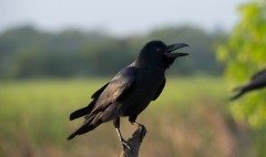 Huskrage / House Crow