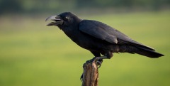 Stornæbbet Krage / Large-billed Crow