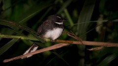 Broget Viftehale, Pied Fantai