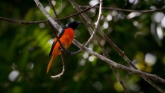 Skarlagenminivit / Scarlet Minivet
