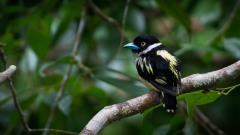 Guløjet brednæb / Black-and-yellow Broadbil
