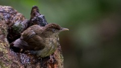Malayiole / Buff-vented Bulbul