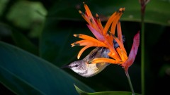 Kobberstrubet Solfugl /  Copper-throated Sunbird