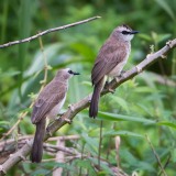 Hvidbrynet Bulbul / ellow-vented Bulbul