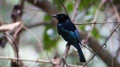 Hårdrongo / Short-tailed Drongo
