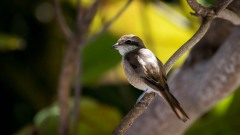 Brun tornskade / Brown Shrike
