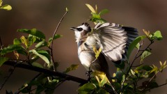Hvidbrynet Bulbul / ellow-vented Bulbul