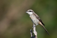 Brun tornskade / Brown Shrike