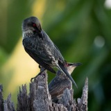 Træstær / Asian Glossy Starling