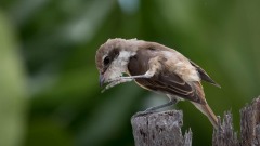Brun tornskade / Brown Shrike