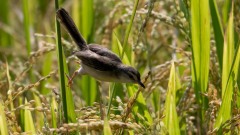 Askeprinia / Ashy Prinia