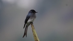 Hvidbuget Drongo /  Whtie-bellid Drongo