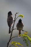 Rødgumpet Bulbul / Red-vented Bulbul