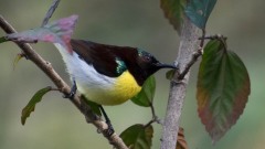 Indisk Solfugl / Purple-rumped Sunbird