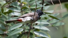 Rødgumpet Bulbul / Red-vented Bulbul