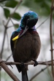 Langnæbbet Purpursolfugl / Loten´s Sunbird