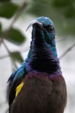 Langnæbbet Purpursolfugl / Loten´s Sunbird