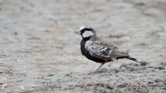 Gråisset Lærke / Ashy-crowned sparrow lark