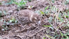 Lille Sanglærke / Oriental Skylark