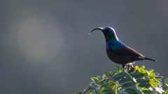 Langnæbbet Purpursolfugl, Loten´s Sunbird ♂