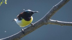 Indisk Solfugl / Purple-rumped Sunbird ♂