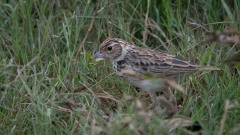 Lille Sanglærke / Oriental Skylark