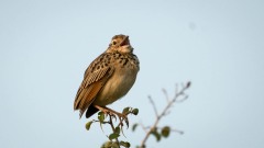 Lille Sanglærke / Oriental Skylark