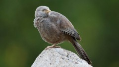 Lyshovedet Larmdrossel / Yellow-billed Babbler