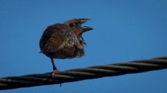Muskatfinke / Scaly-breasted munia