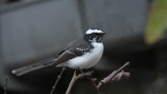 Hvidbrynet Viftehale /  White-browed Fantail
