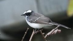 Hvidbrynet Viftehale, White-browed Fantail