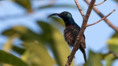 Langnæbbet Purpursolfugl / Loten´s Sunbird ♂