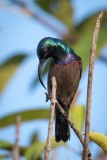 Langnæbbet Purpursolfugl / Loten´s Sunbird ♂