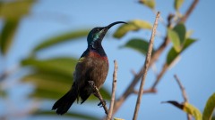 Langnæbbet Purpursolfugl, Loten´s Sunbird ♂