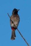 Rødgumpet Bulbul / Red-vented Bulbul