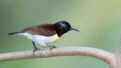 Indisk Solfugl / Purple-rumped Sunbird ♂
