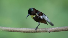 Indisk Solfugl / Purple-rumped Sunbird ♂