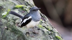 Dayal /  Oriental Magpie-robin