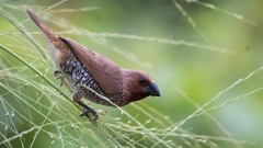 Muskatfinke / Scaly-breasted munia