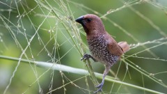 Muskatfinke / Scaly-breasted munia