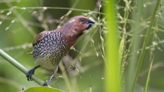 Muskatfinke / Scaly-breasted munia
