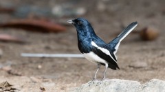 Dayal / Oriental Magpie-Robin