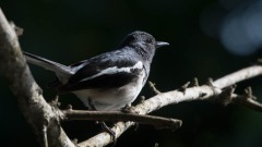 Dayal / Oriental Magpie-Robin