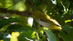Guløjet brednæb / Black-and-yellow Broadbil