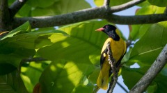 Orientalsk Hætte-Pirol / Black-hooded Oriole