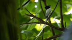 Ceylon Paradise Flycatcher / Asiatisk Paradismonark