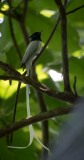 Ceylon Paradise Flycatcher / Asiatisk Paradismonark