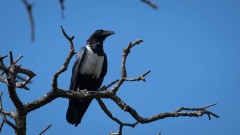 Broget Krage / Pied Crow