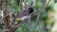 Hvidbrynet Bulbul / Yellow-vented Bulbul